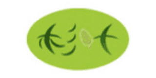 杉葉